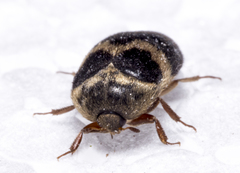 Attagenus fasciatus