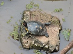 Trachemys scripta