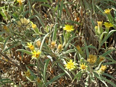 Trixis angustifolia