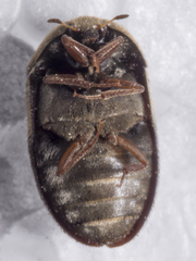 Attagenus fasciatus