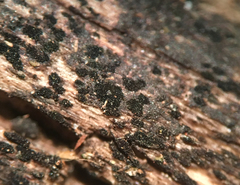 Berkleasmium inflatum