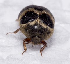 Attagenus fasciatus