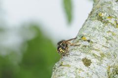 Dolichovespula adulterina