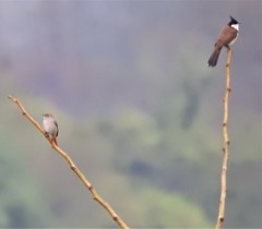 Phoenicurus auroreus