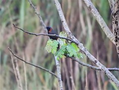 Pterorhinus ruficollis