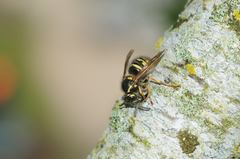 Dolichovespula adulterina