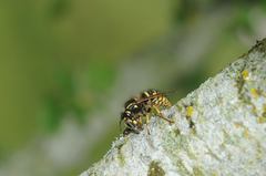 Dolichovespula adulterina
