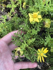 Lecocarpus pinnatifidus