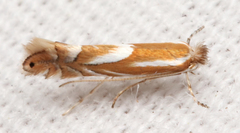 Phyllonorycter rileyella
