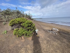 Lecocarpus pinnatifidus