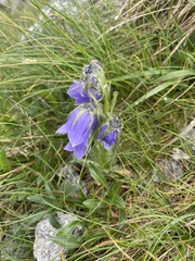 Campanula alpina