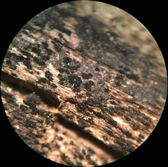 Berkleasmium inflatum
