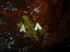 Eoophyla conjunctalis