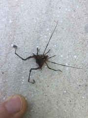 Parampheres pectinatus