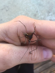 Parampheres pectinatus