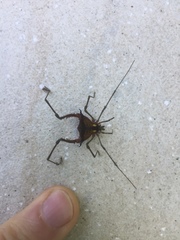 Parampheres pectinatus