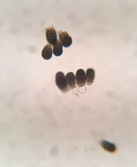 Berkleasmium inflatum