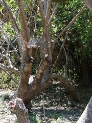 Eumomota superciliosa