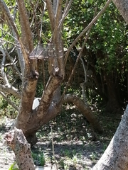 Eumomota superciliosa