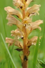 Orobanche lutea