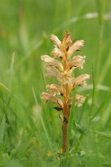 Orobanche lutea