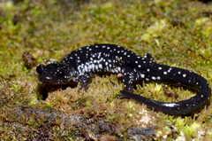 Plethodon ocmulgee