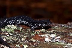 Plethodon ocmulgee