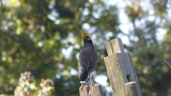 Acridotheres tristis