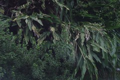 Hedychium gardnerianum