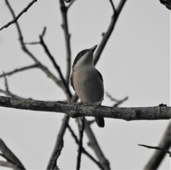 Pteruthius aeralatus