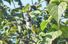 Pycnonotus leucogenys