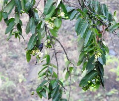 Duabanga grandiflora