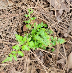 Dryopteris × australis