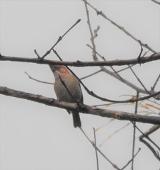 Yuhina bakeri