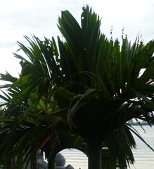 Areca catechu