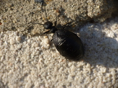 Meloe rugosus