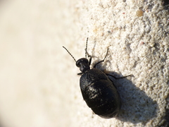 Meloe rugosus