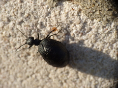 Meloe rugosus