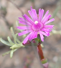 Ruschia orientalis