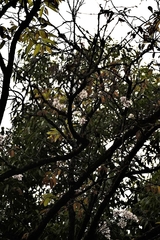 Dendrobium barbatulum