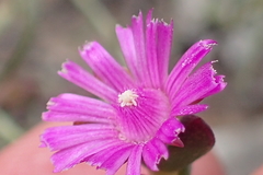 Ruschia orientalis