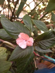 Impatiens walleriana image