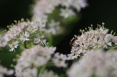 Alosterna tabacicolor