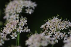 Alosterna tabacicolor