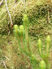 Phlegmariurus dentatus