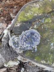 Trametes versicolor image