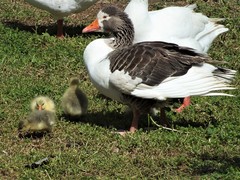 Anser anser domesticus
