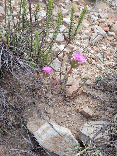 Image of Ruschia orientalis by no rights reserved