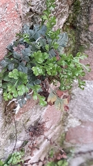 Asplenium ruta-muraria