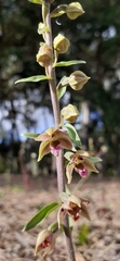 Epipactis helleborine tremolsii